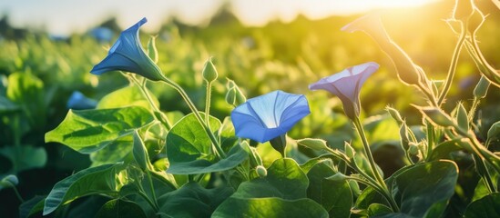 Poster - Sunlit blue flower field
