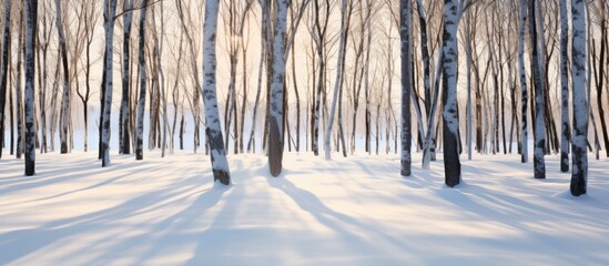 Aufkleber - Snowy forest with sparse trees