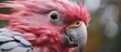 Pink parrot with oversized beak