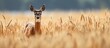 Deer in a tall grass field