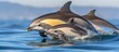 Dolphins swimming in ocean at Monterey Bay Sanctuary