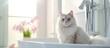 Cat sitting in sink with flower in background