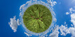 cannabis stevia hemp drug plantation field 360° little planet