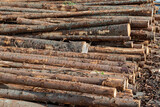 Fototapeta  - coniferous tree trunk pile store for lumber industry in scandinavia