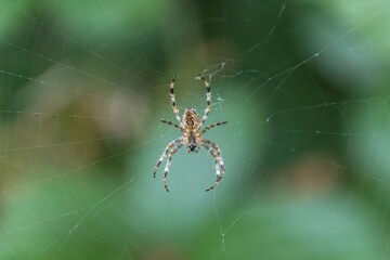 Poster - spider on the web