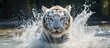 White tiger walking in water