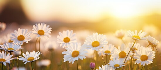 Sticker - Field filled with bright white flowers under the sun