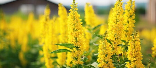 Poster - Yellow flowers in a field near a distant barn