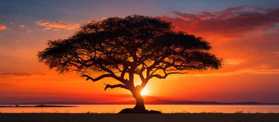 Aufkleber - Solitary tree amidst field at sunset