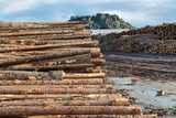 Fototapeta  - coniferous tree trunk pile store for timber industry in scandinavia