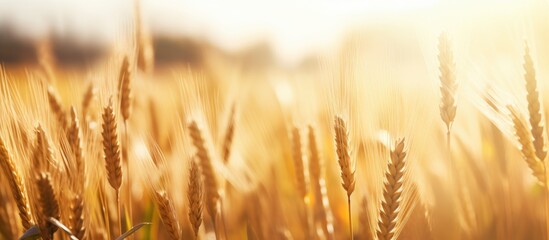 Poster - Field of ripe wheat waiting for harvest