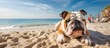 Bulldog relaxing sandy beach