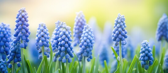 Sticker - Blue flowers blooming in green grass