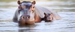 Hippo and calf wading in water