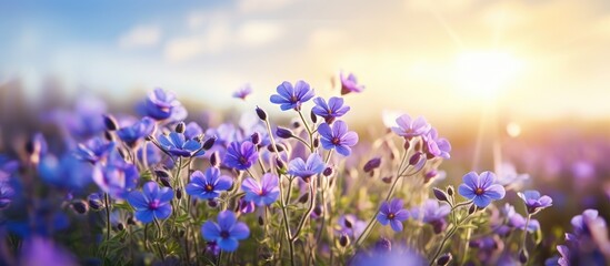 Poster - Vibrant sunset over sprawling lavender blooms