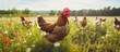 Many chickens roam amid lush grass and wildflowers