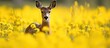 Deer in Meadow Among Yellow Flowers