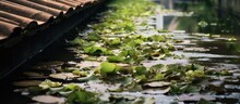 A Canal Showing Aquatic Plants At Close Range