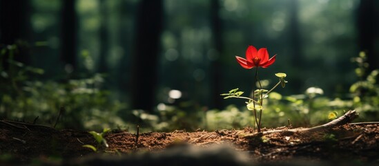 Poster - Red bloom amidst woodland illuminated by sunlight