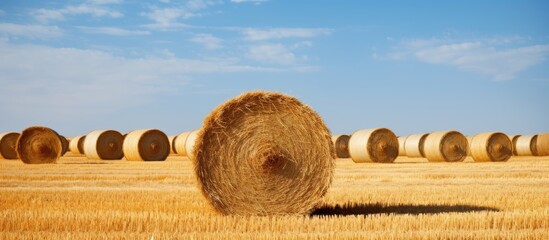 Poster - Hay bales field under clear sky