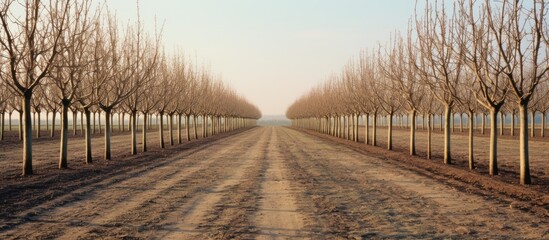 Poster - Scenic country road flanked by trees