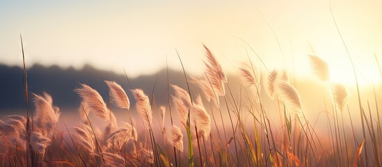 Aufkleber - Tall grass silhouetted by setting sun