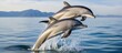 Dolphins leaping in Monterey Bay Sanctuary