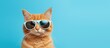 Cool cat in shades against blue backdrop
