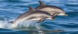 Dolphins leaping from ocean