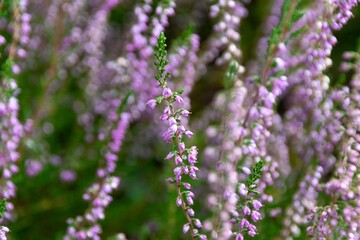 Wall Mural - close up of lavender flowers