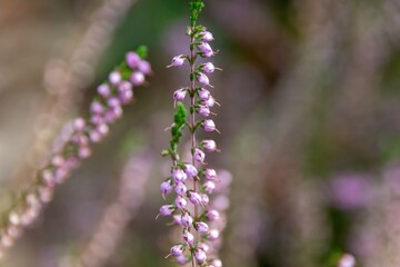 Poster - close up of lavender flowers