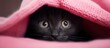A feline obscured by a pink cover