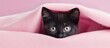 A curious feline under a pastel cover