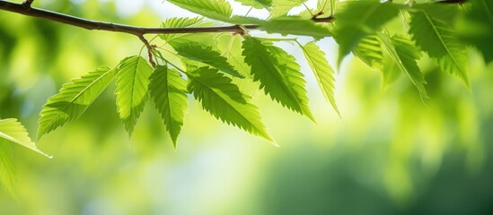 Canvas Print - A leafy branch illuminated by sunlight