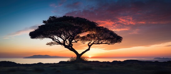 Poster - Lonely tree hill sunset sky