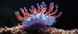 Close up of sea anemone with vibrant red and white tentacles