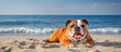 Dog resting on sand by sea