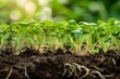 Emergence of New Plant Roots and Green Vegetable Sprouts from the Soil. Concept Green Shoots, Plant Growth, Soil Development, Root Growth, Vegetable Sprouts
