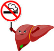 Cartoon liver character human organs holding stop and no smoking sign. Smoking effect on human internal organs. Health care concept. World no tobacco day. illustration.