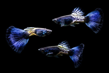 Wall Mural - Snakeskin Blue Tail Guppy. Black background. Isolated images.