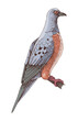 Passenger Pigeon extinct bird sketch