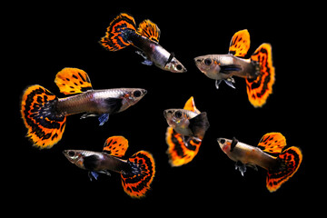 Wall Mural - The guppy Poecilia reticulata. Isolated images. Black background.