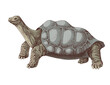 Pinta island turtle colorful sketch
