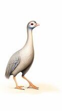 A Realistic Painting Of A Vulturine Guineafowl On A White Background.