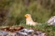 Egyptian vulture perched on the ground.