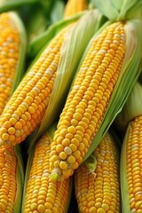 Poster - Fresh corn on the cob close up, perfect for food and agriculture concepts