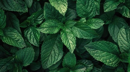 Aufkleber - A close-up view of a bunch of green leaves. Perfect for nature backgrounds