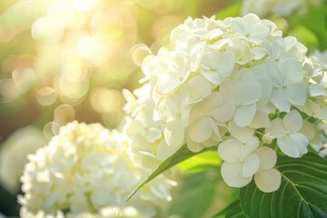 Poster - Close up of a bunch of white flowers, perfect for floral backgrounds