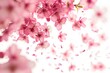 Cherry blossom backgrounds outdoors flower