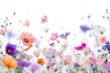 Spring flowers backgrounds outdoors blossom